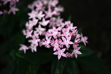 Japanese Flowers