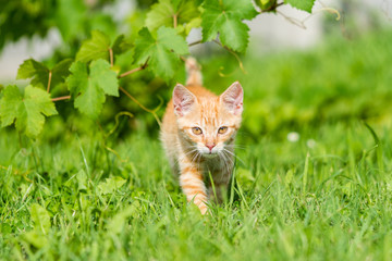 Portrait of adorable red striped kitten walk thru grass. Shallow depth of filed.