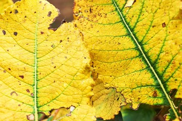 Obraz premium Two saturated yellow autumn leaves with green veins and brown spots 