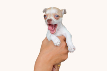 small dog in handle