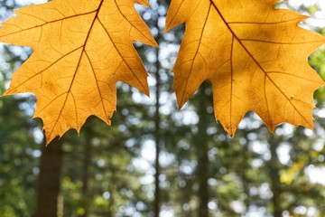 Two yellow autumn red oak leaves in front of a blurred green forest  