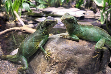 Water dragons.