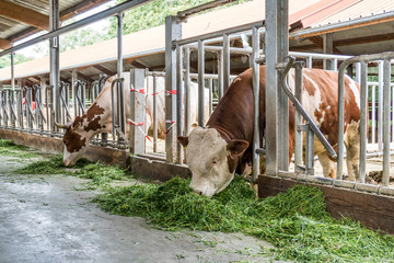 Kühe im Stall