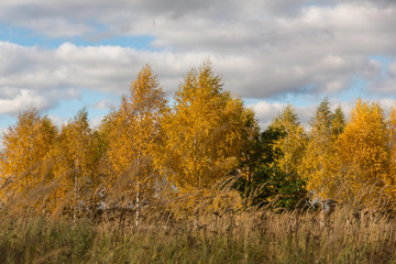 Fototapeta premium Autumn birches
