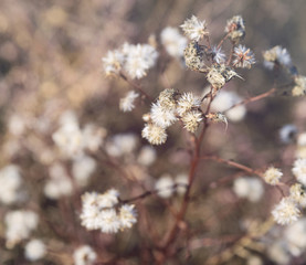 withered field flower, and selective focus