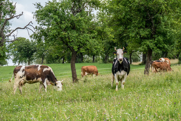 Rinder auf der Weide