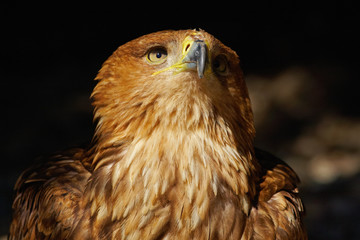 Portrait of an Eastern Imperial Eagle