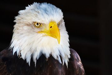 Closeup portrait of an American Bald Eagle
