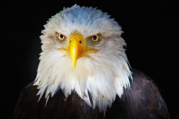 Closeup portrait of an American Bald Eagle