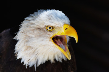Closeup portrait of a screaming American Bald Eagle