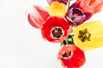 Colorful summer tulips flowers bouquet on white background.