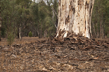 Wilpena Pound South Australia, leaf and bark litter around the base of a mature eucalyptus tree