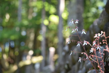 森の日差しのユキノシタ