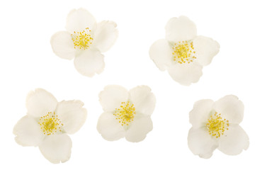 jasmine flower isolated on white background closeup