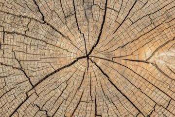 Texture of a cut of a large tree with traces of saw and cracks. Background surface