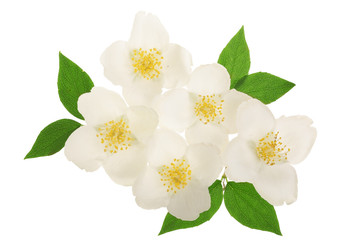 jasmine flower decorated with green leaves isolated on white background closeup