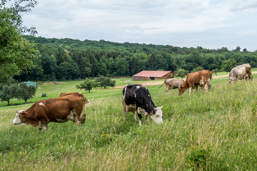 Fototapeta na wymiar Rinder auf der Weide