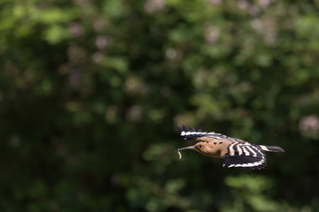 Upupa in volo (Upupa epops)