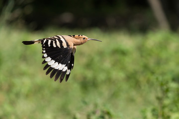 Upupa in volo (Upupa epops)