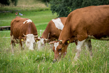 Rinder auf der Weide