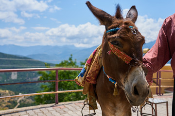 Donkey taxis in Alanya, Turkey. 