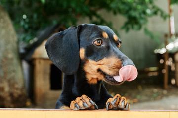 
charming black dachshund cute looks at the wooden background