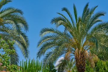 Fototapeta na wymiar Palm trees against blue sky. 