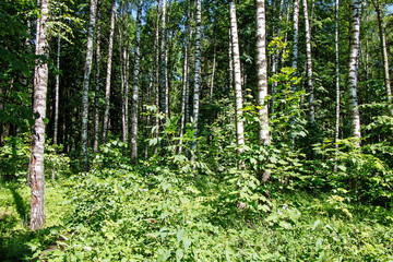 Fototapeta premium Summer forest landscape in sunny warm weather