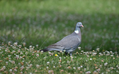 Ringeltaube auf einer Wiese 