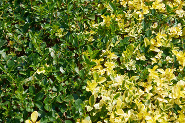 Green and yellow leaves background or the natural texture. 