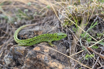 Naklejka na ściany i meble Green lizard (Lacerta agilis) sitting in the grass in garden