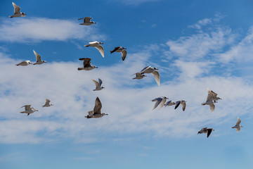 Granada, Spain; February 14, 2018: Seagulls in flight