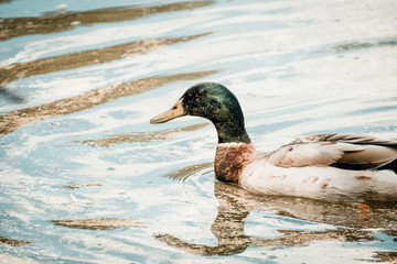 Duck floating on water