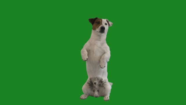 jack rassel terrier stands on its hind legs and lickens on a green screen