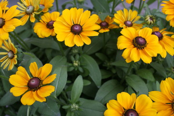 Fototapeta na wymiar Gelbe Blumen