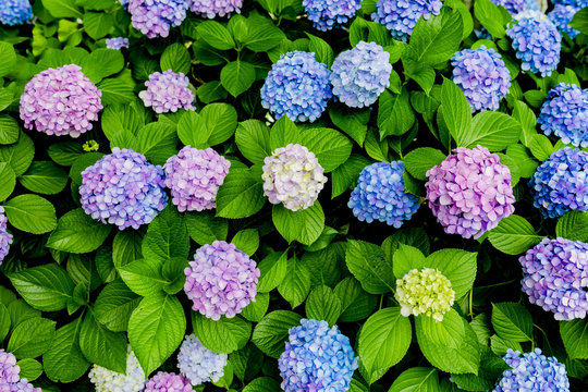 紫陽花、アジサイ、あじさい、たくさん、複数、日本