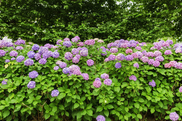 紫陽花、アジサイ、あじさい、たくさん、複数、日本