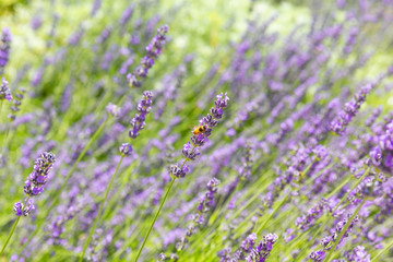 Fototapeta na wymiar sfondo fiori viola lavanda farfalle