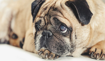 Pug dog lying close-up