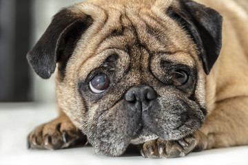 Obraz premium Pug dog lying close-up