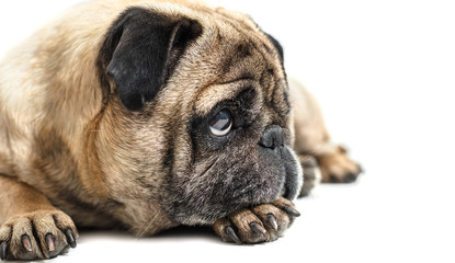 dog breed pug