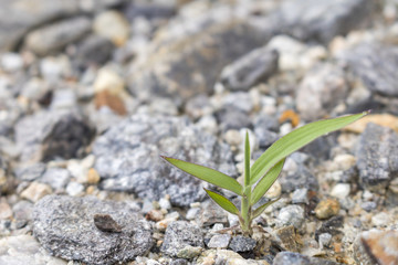 石の隙間から生える草