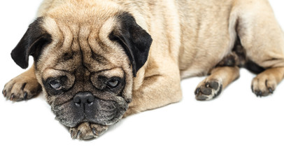 Obraz premium Pug dog lying close-up
