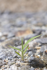 石の隙間から生える草