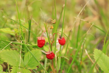 Strawberries in grass