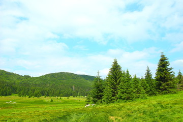 Beautiful landscape of meadow and forest in Gorski kotar, Croatia