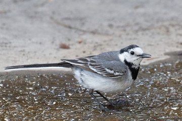 Obraz na płótnie Canvas Wagtail looking for food on the lake in the sand. Ukraine. 2018. Portrait of a wagtail. Wagtail. A delightful small, long-tailed and rather sprightly black and white bird.