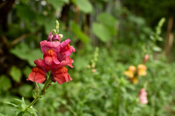 Closeup of red flowers Snapdragon in the garden after the rain. (Antirrhinum majus). soft focus
