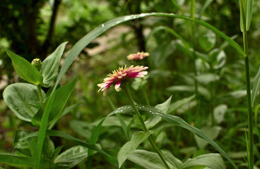 Closeup of one small  white red zinnia flower with water drops after the rain