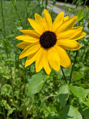 Obraz premium Black-eyed susan